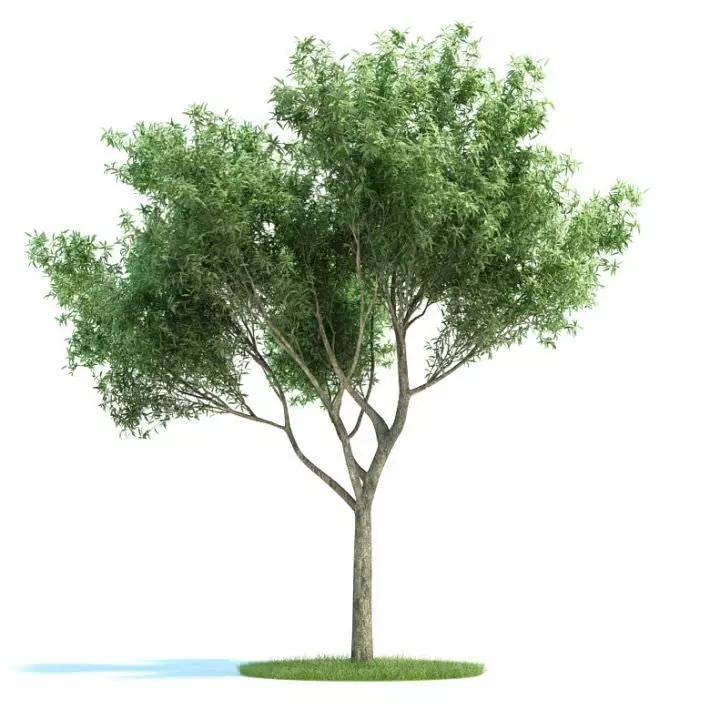 Leafy Green Tree 3D model_0