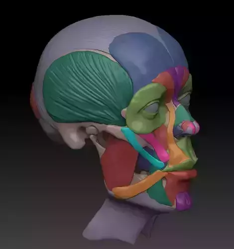 muscles human head showing facial 3D print model