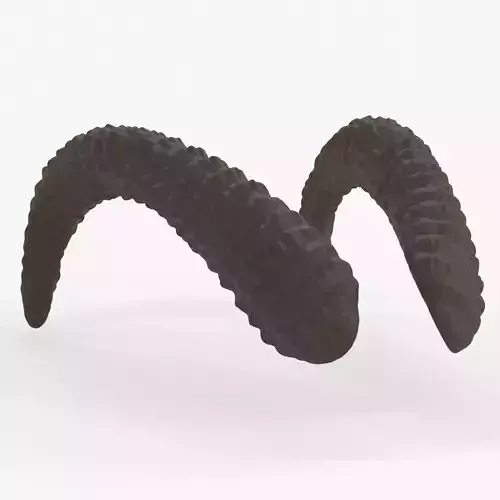 Large Curved Horns - Lauren