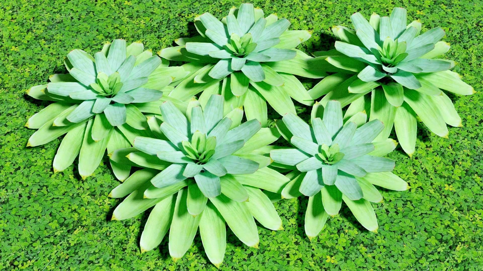 Neoregalia sp Low-poly 3D model_1