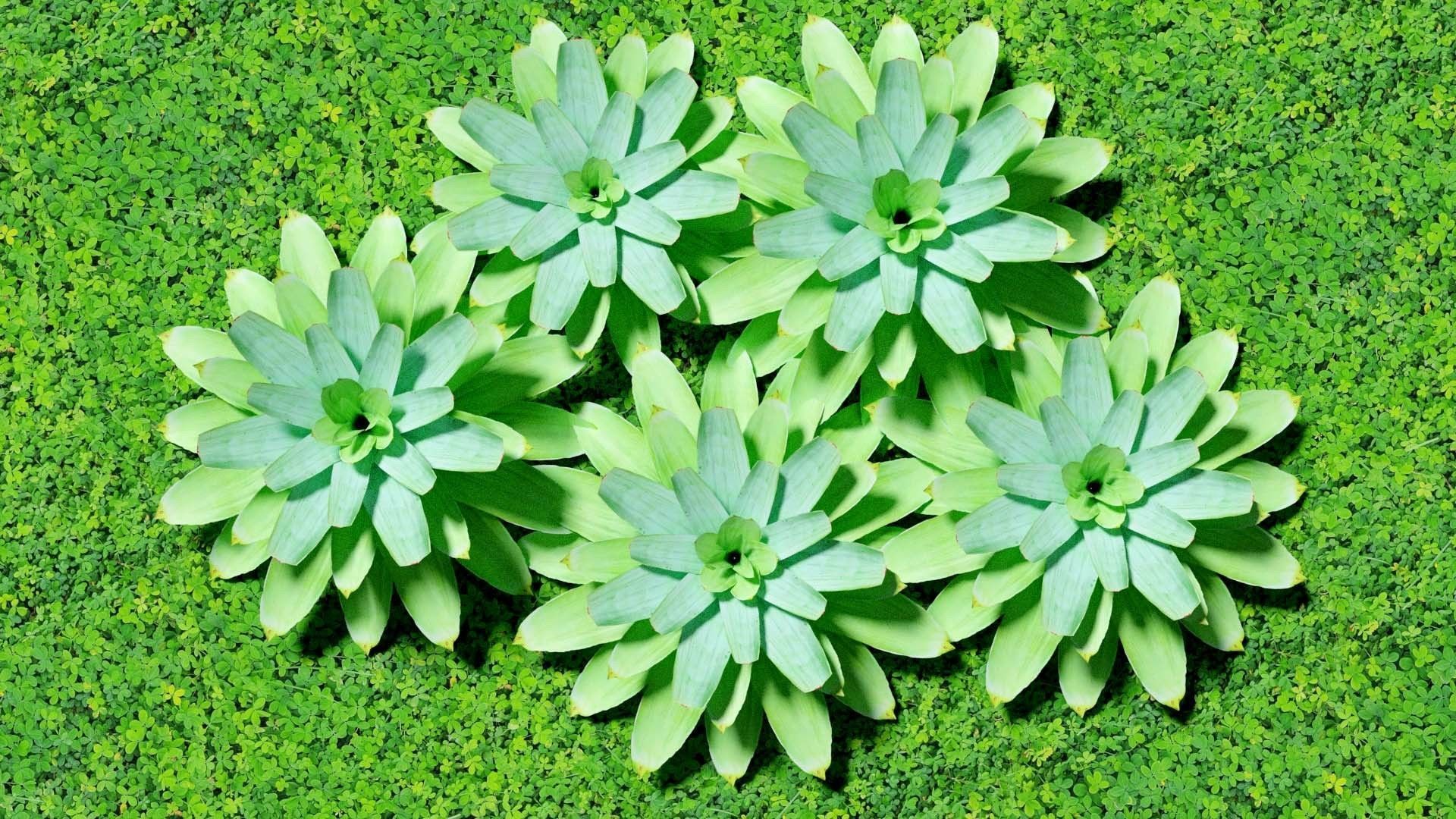 Neoregalia sp Low-poly 3D model_2