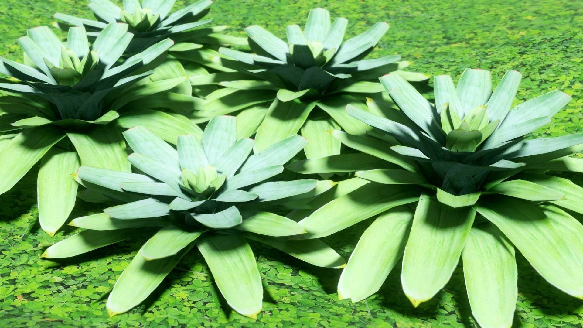 Neoregalia sp Low-poly 3D model_4