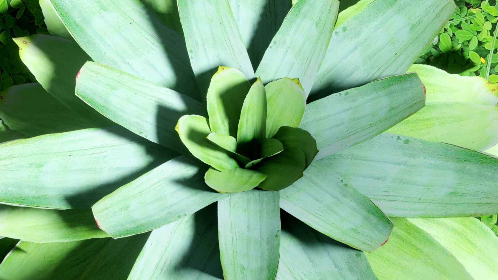 Neoregalia sp Low-poly 3D model_6