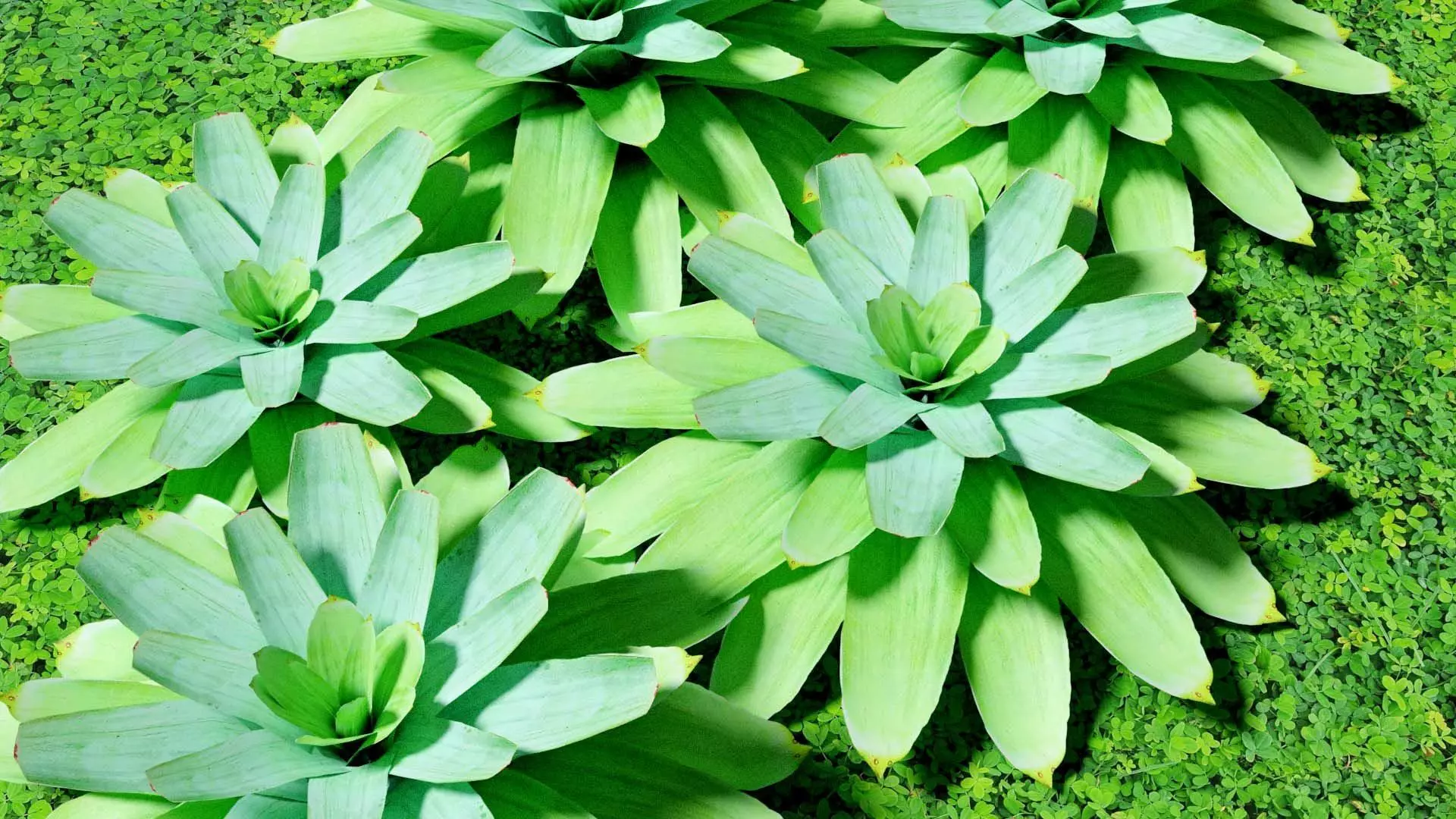 Neoregalia sp Low-poly 3D model_0