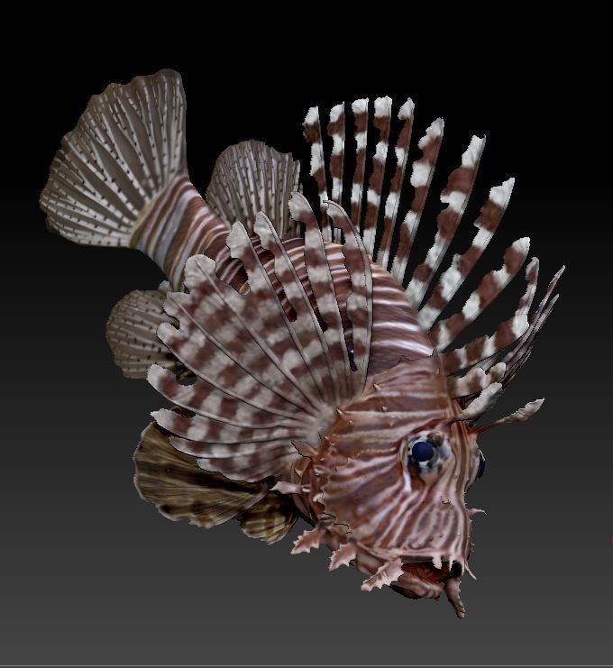 Lionfish fish 3D print model_6