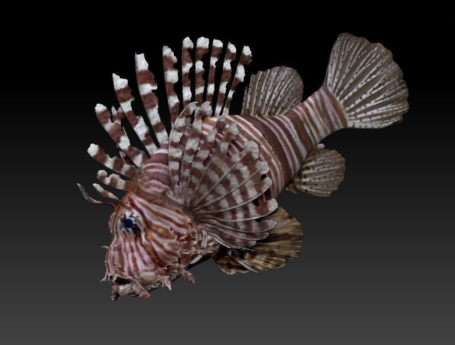 Lionfish fish 3D print model_8
