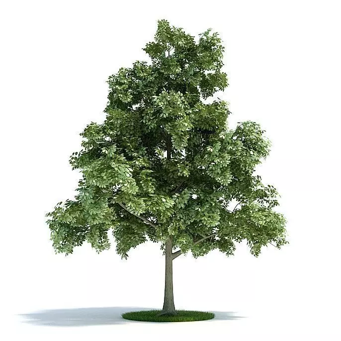 Tall Green Evertree 3D model_0