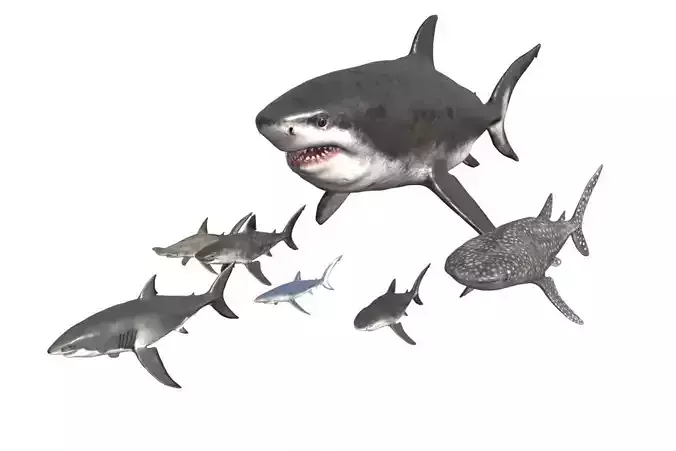 Shark Pack Low-poly 3D model