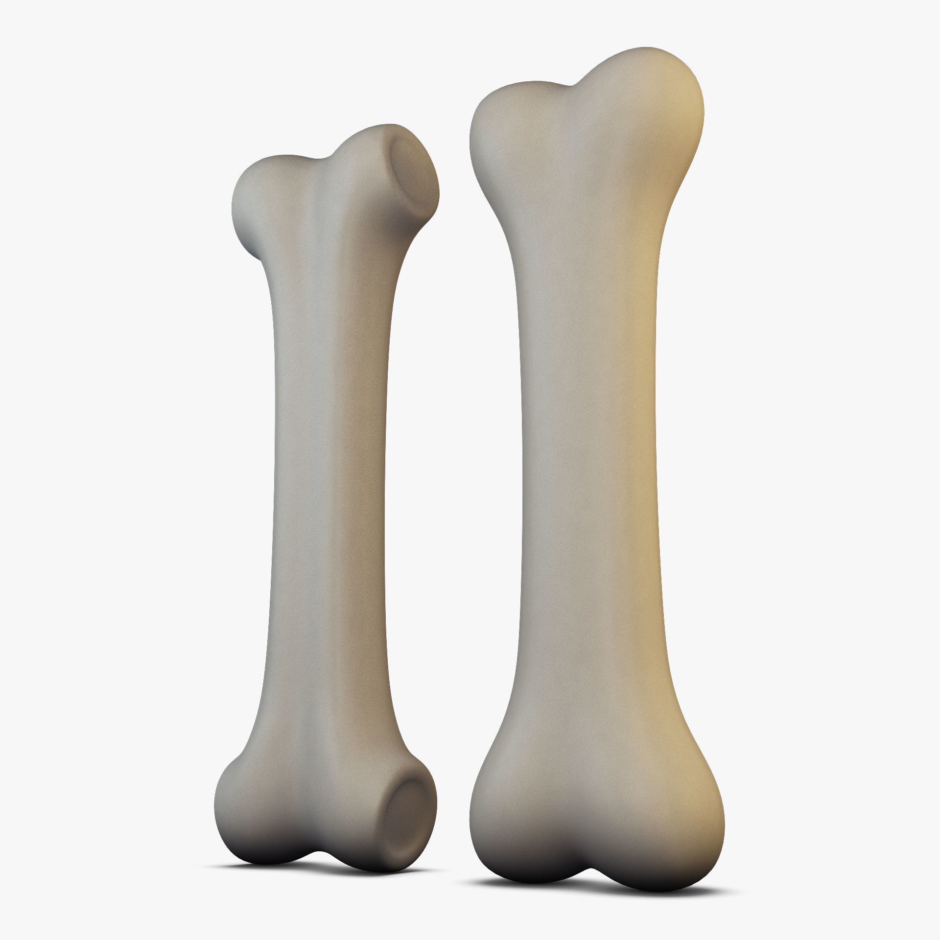 Cartoon Bone v 2 3D model_7