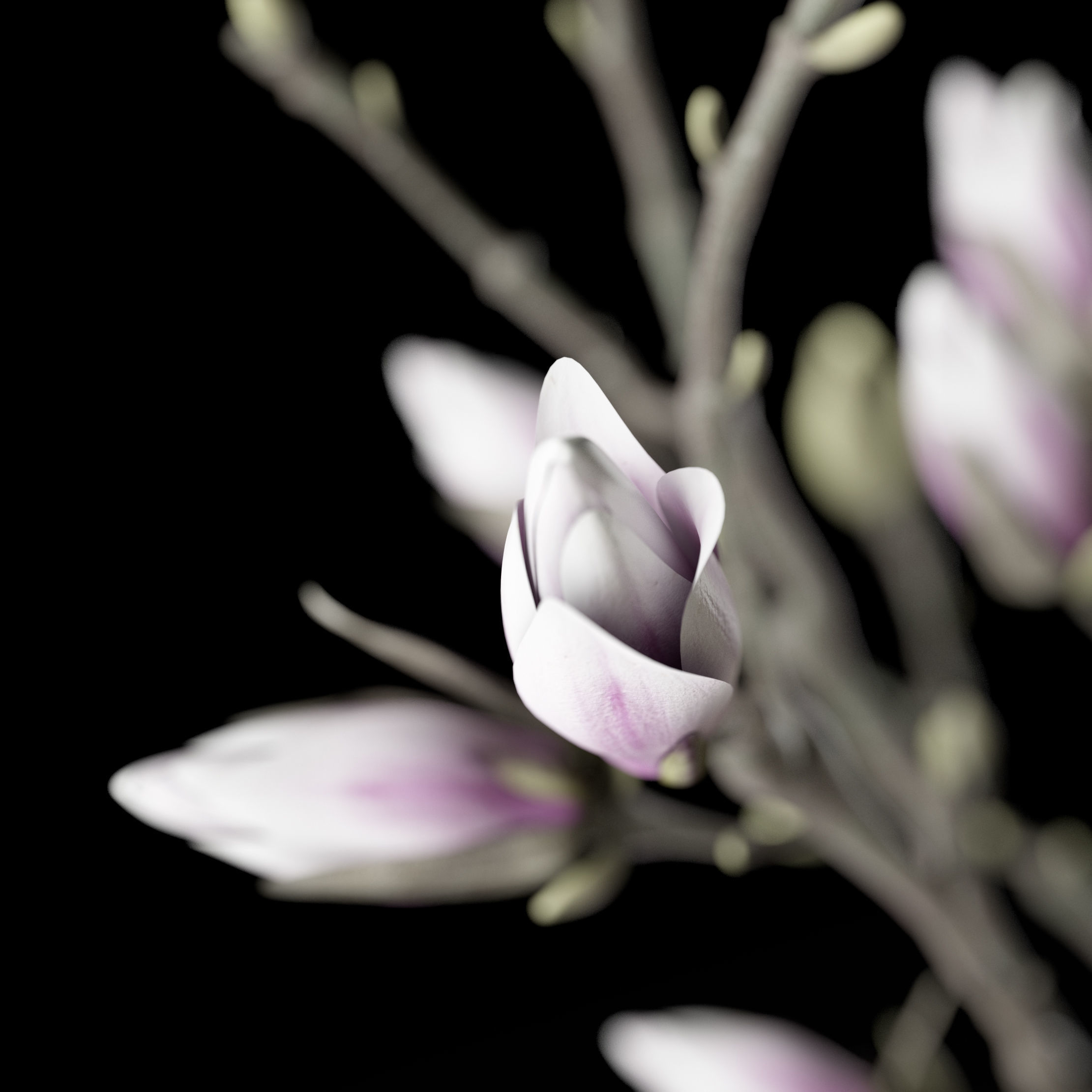 Magnolia in vase 3D model_4
