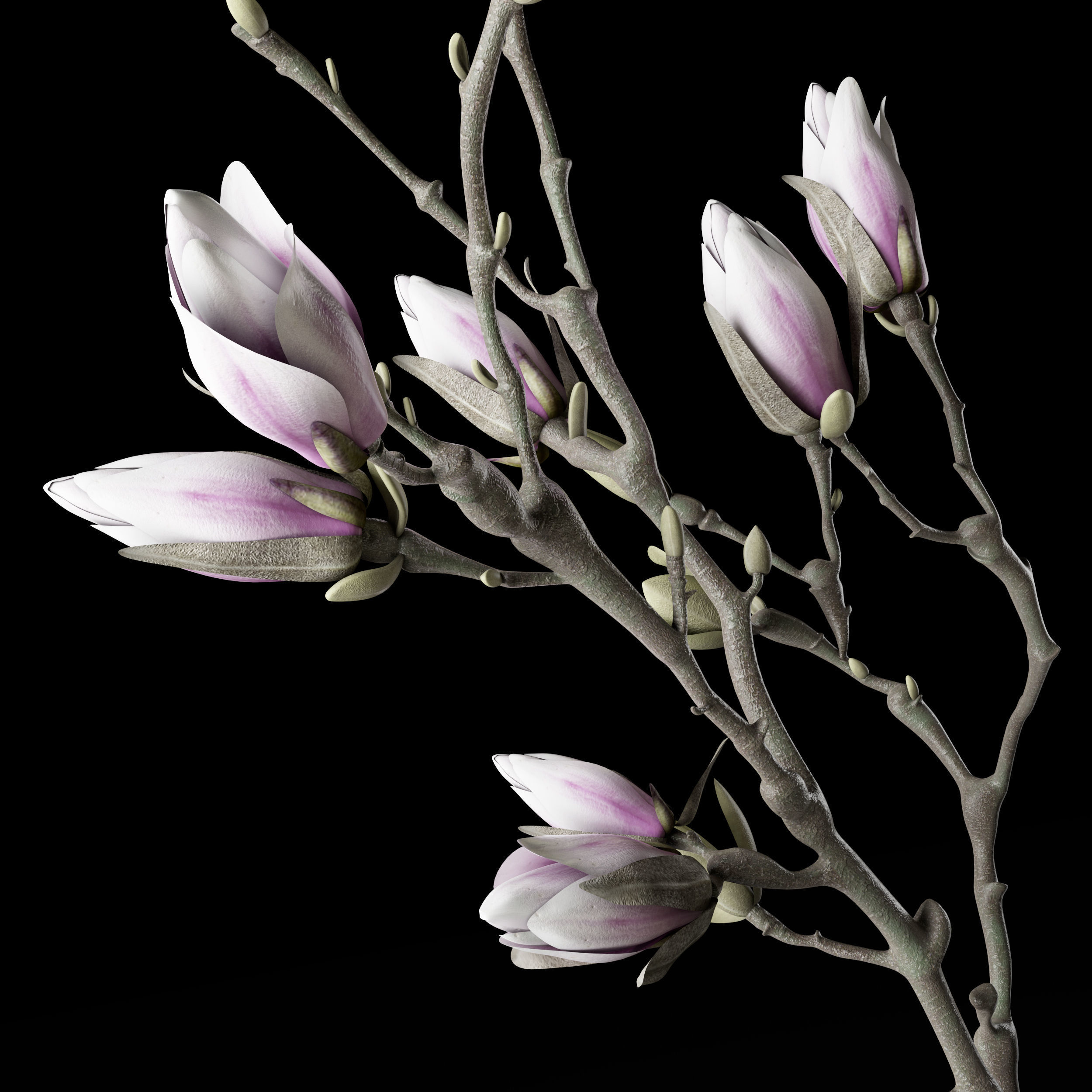 Magnolia in vase 3D model_3