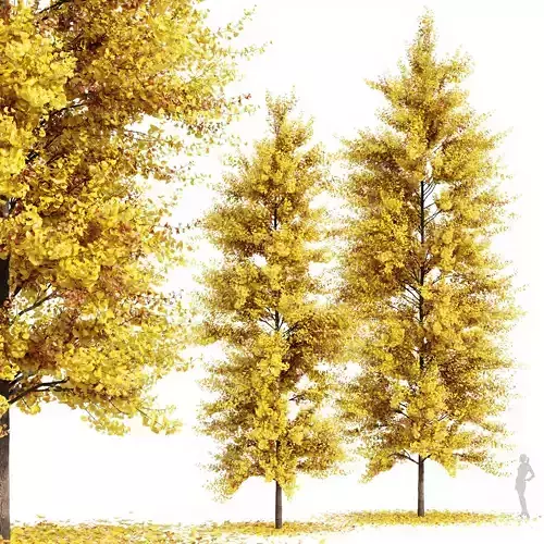 Real Tree Maidenhair Ginkgo Biloba Fall 3D model