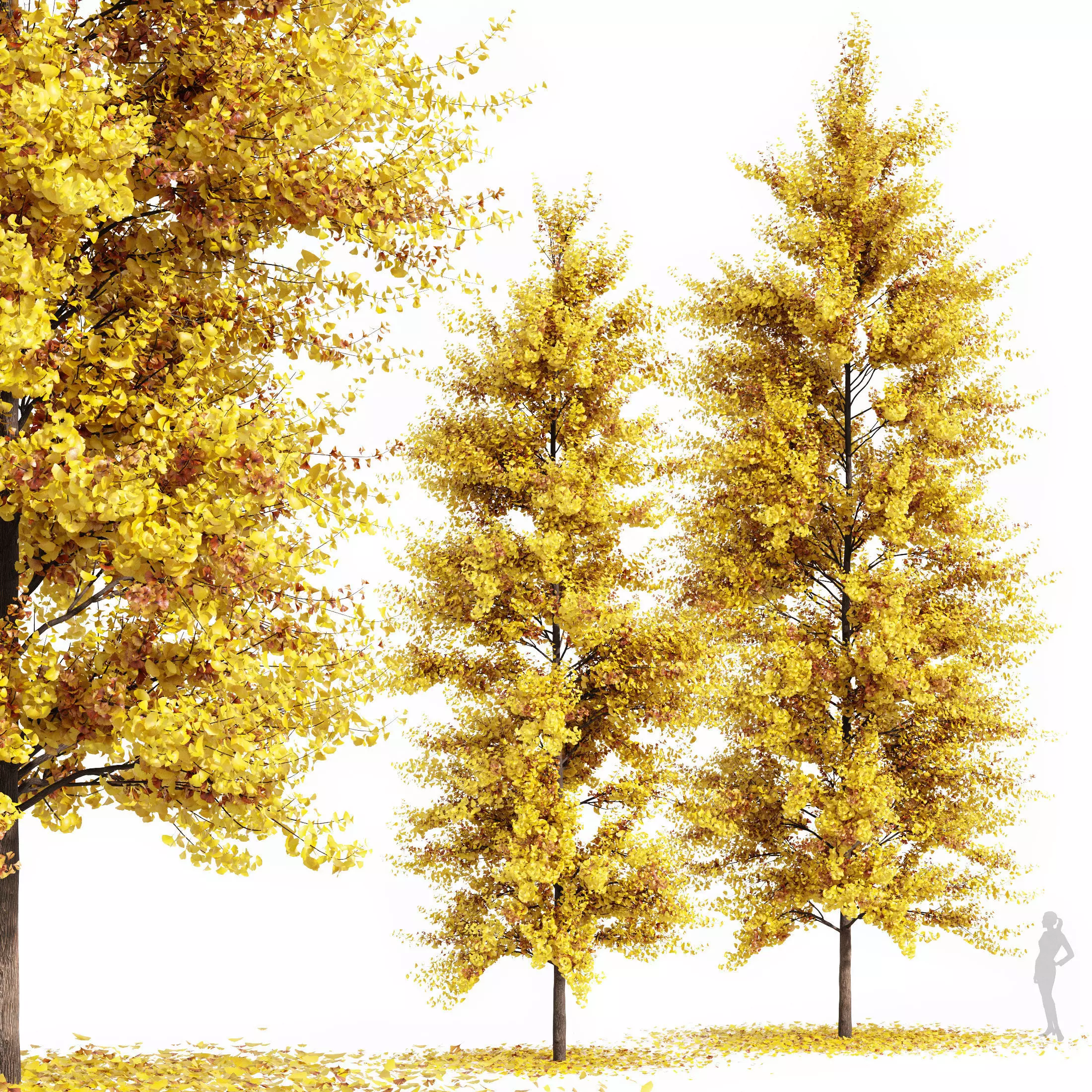 Real Tree Maidenhair Ginkgo Biloba Fall 3D model_0