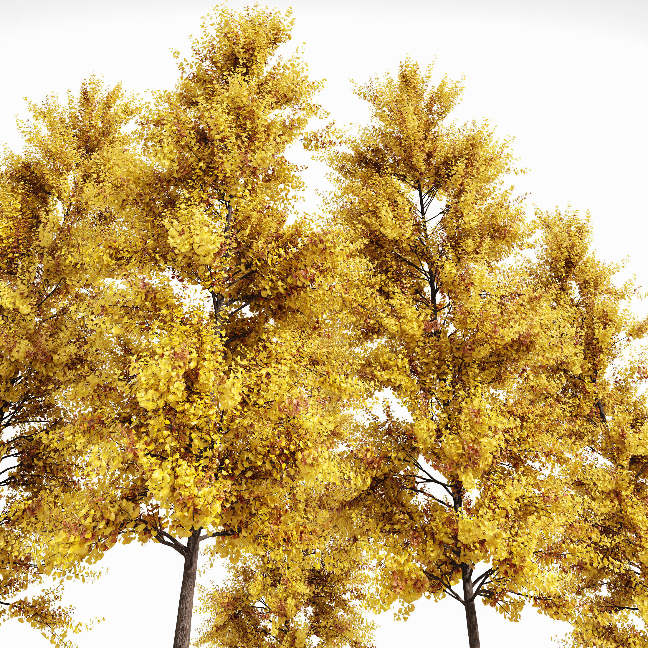 Real Tree Maidenhair Ginkgo Biloba Fall 3D model_2
