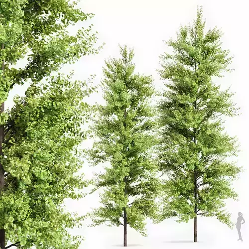Real Tree Maidenhair Ginkgo Biloba Spring Summer 3D model