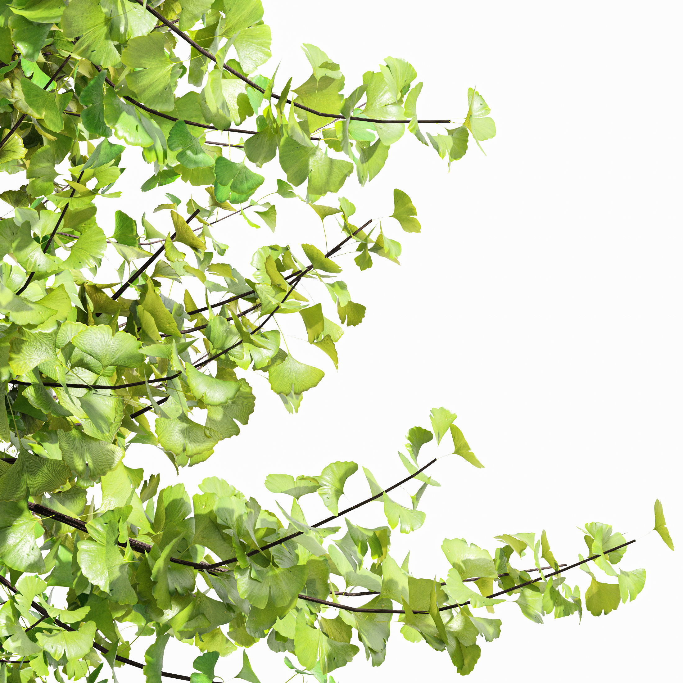 Real Tree Maidenhair Ginkgo Biloba Spring Summer 3D model_1