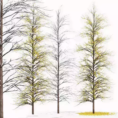 Real Tree Maidenhair Ginkgo Biloba Winter 3D model