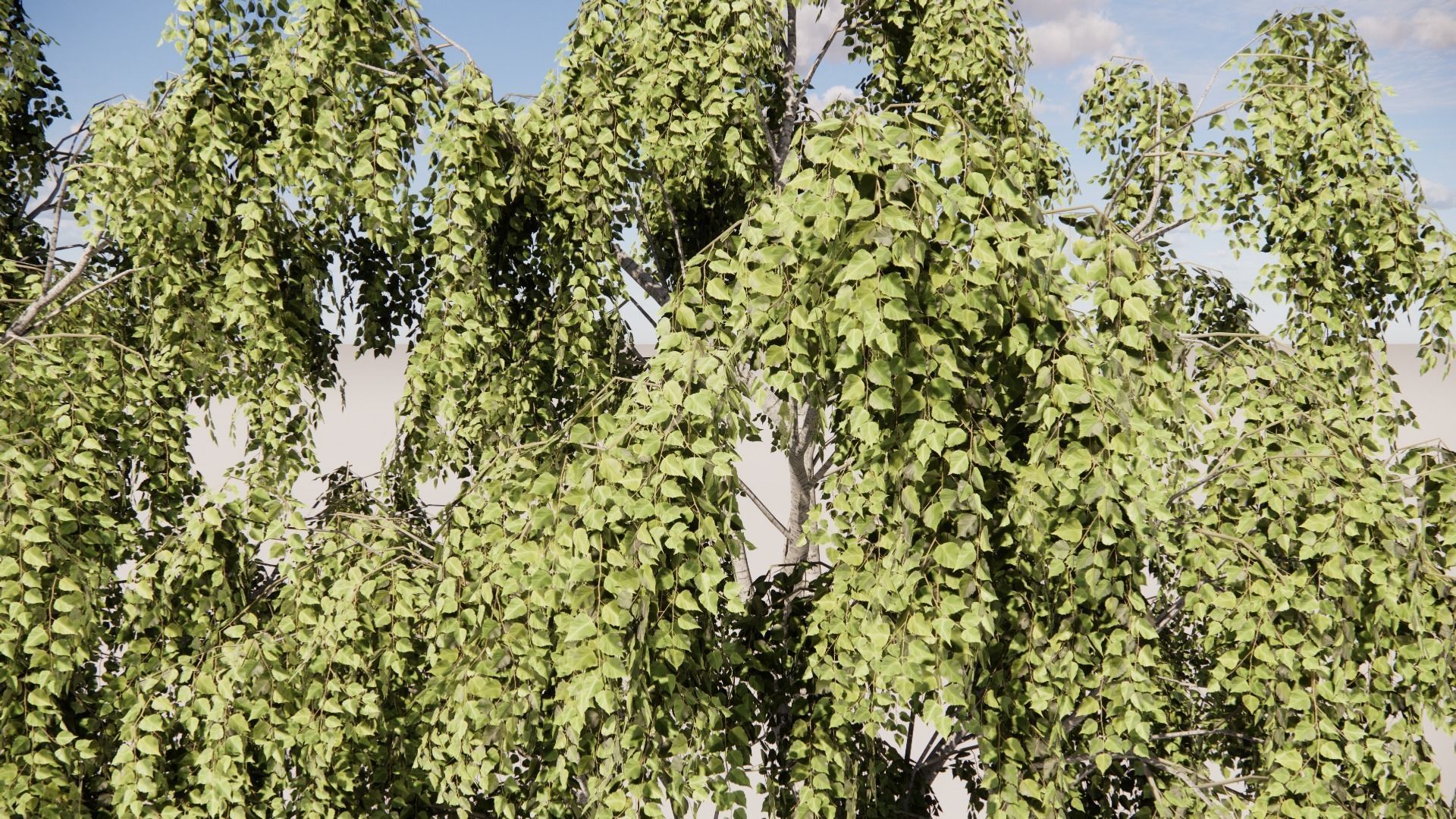 Abedul verrugoso - Betula pendula 3D model_1