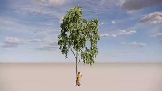 Abedul verrugoso - Betula pendula 3D model
