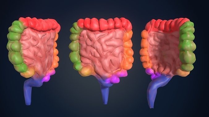 low poly colon human digestive system Low-poly 3D model