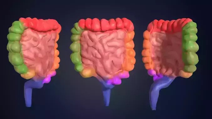 low poly colon human digestive system