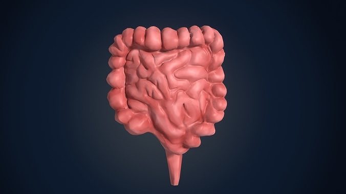 low poly colon human intestine Low-poly 3D model