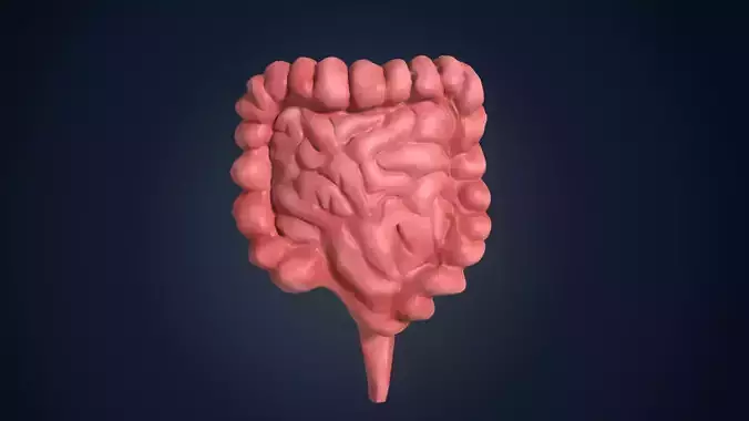 low poly colon human intestine