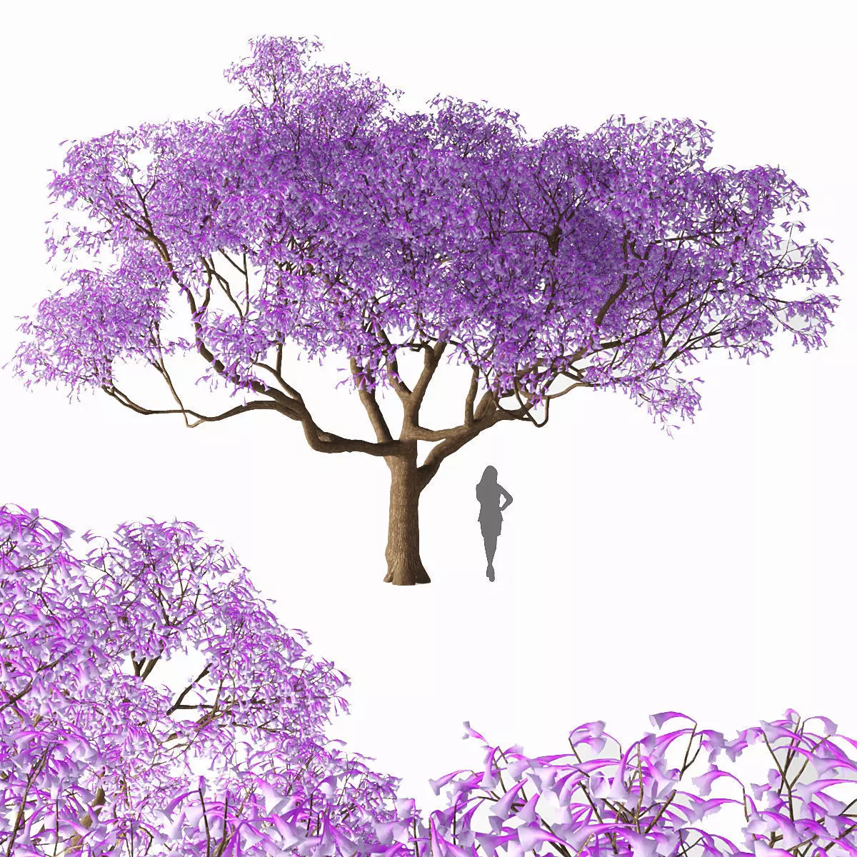 Jacaranda mimosifolia Low-poly 3D model