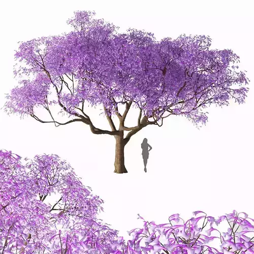 Jacaranda mimosifolia