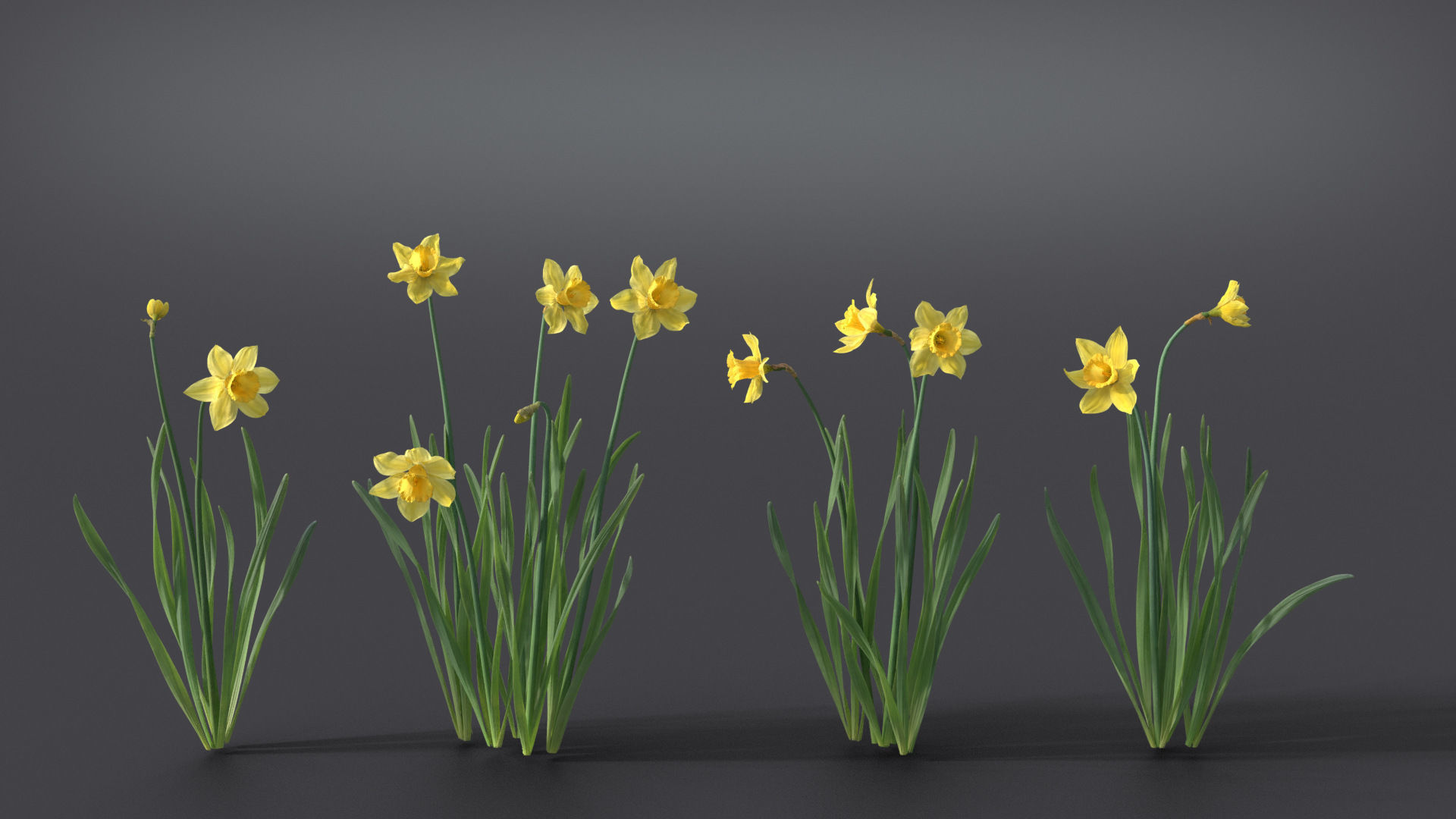 Daffodil Flower Kit  VFX Grace 3D model_7
