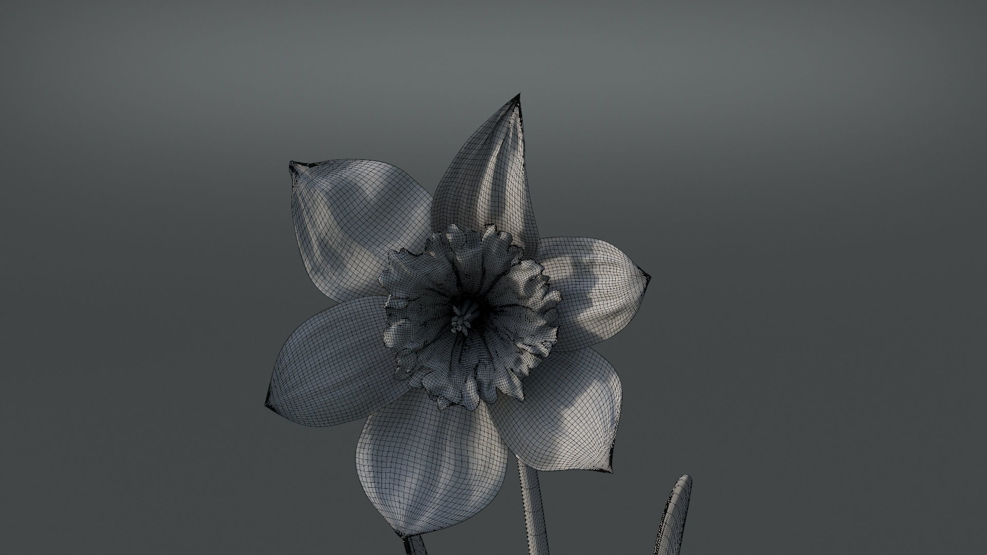 Daffodil Flower Kit  VFX Grace 3D model_10