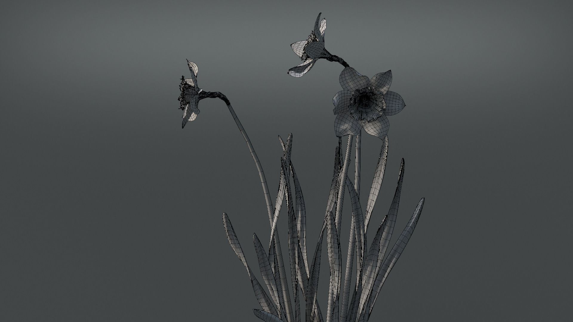Daffodil Flower Kit  VFX Grace 3D model_14