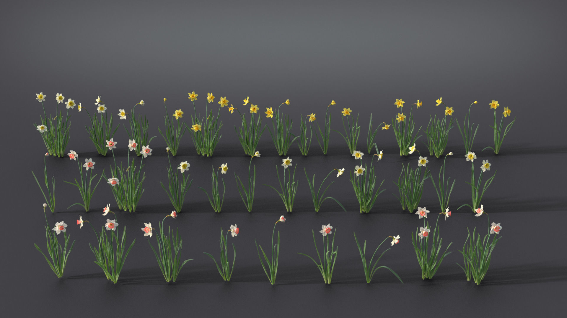 Daffodil Flower Kit  VFX Grace 3D model_4