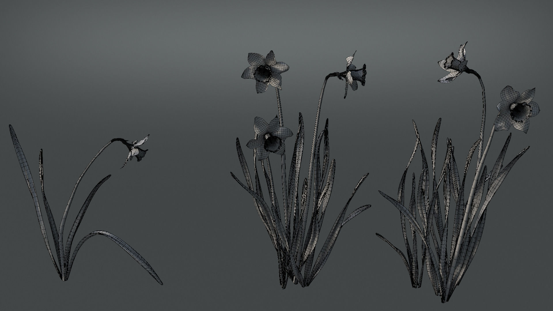 Daffodil Flower Kit  VFX Grace 3D model_13