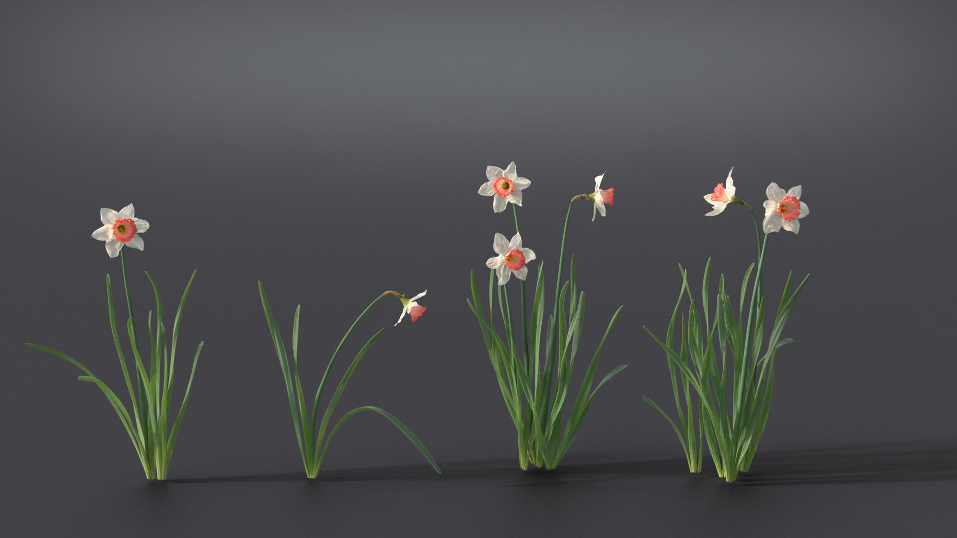 Daffodil Flower Kit  VFX Grace 3D model_6
