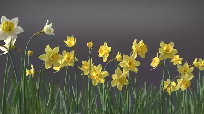 Daffodil Flower Kit  VFX Grace 3D model