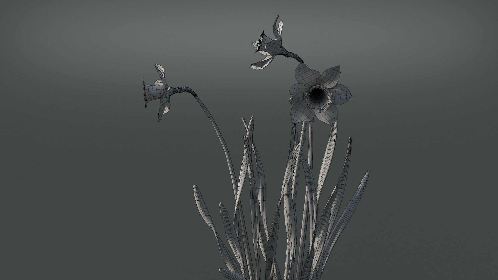 Daffodil Flower Kit  VFX Grace 3D model_12