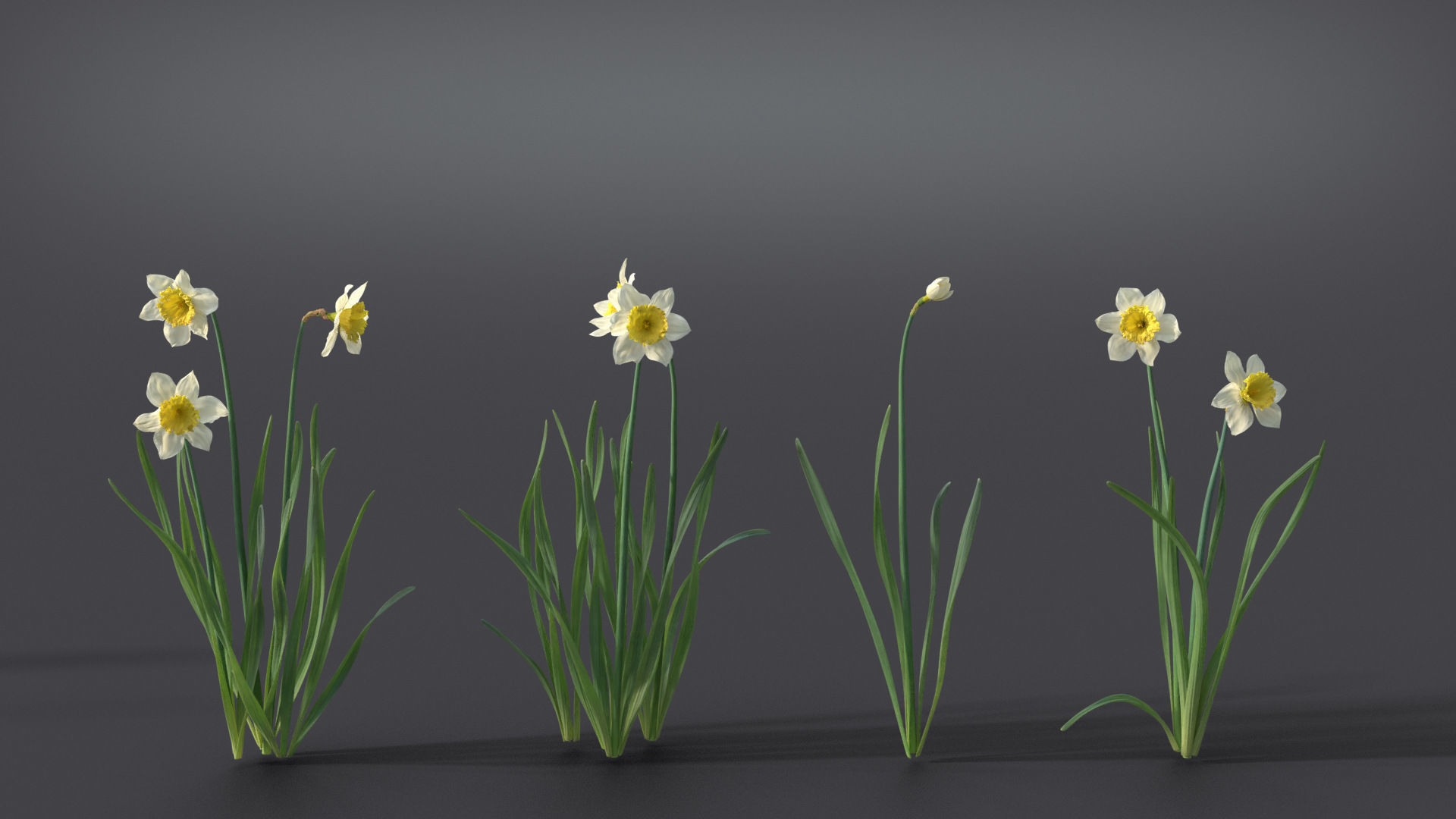 Daffodil Flower Kit  VFX Grace 3D model_5