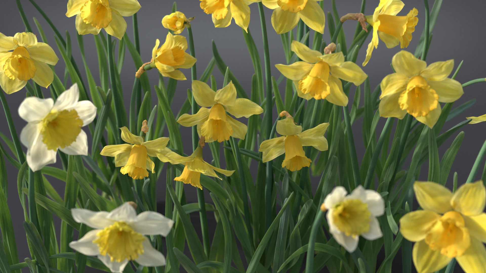 Daffodil Flower Kit  VFX Grace 3D model_2