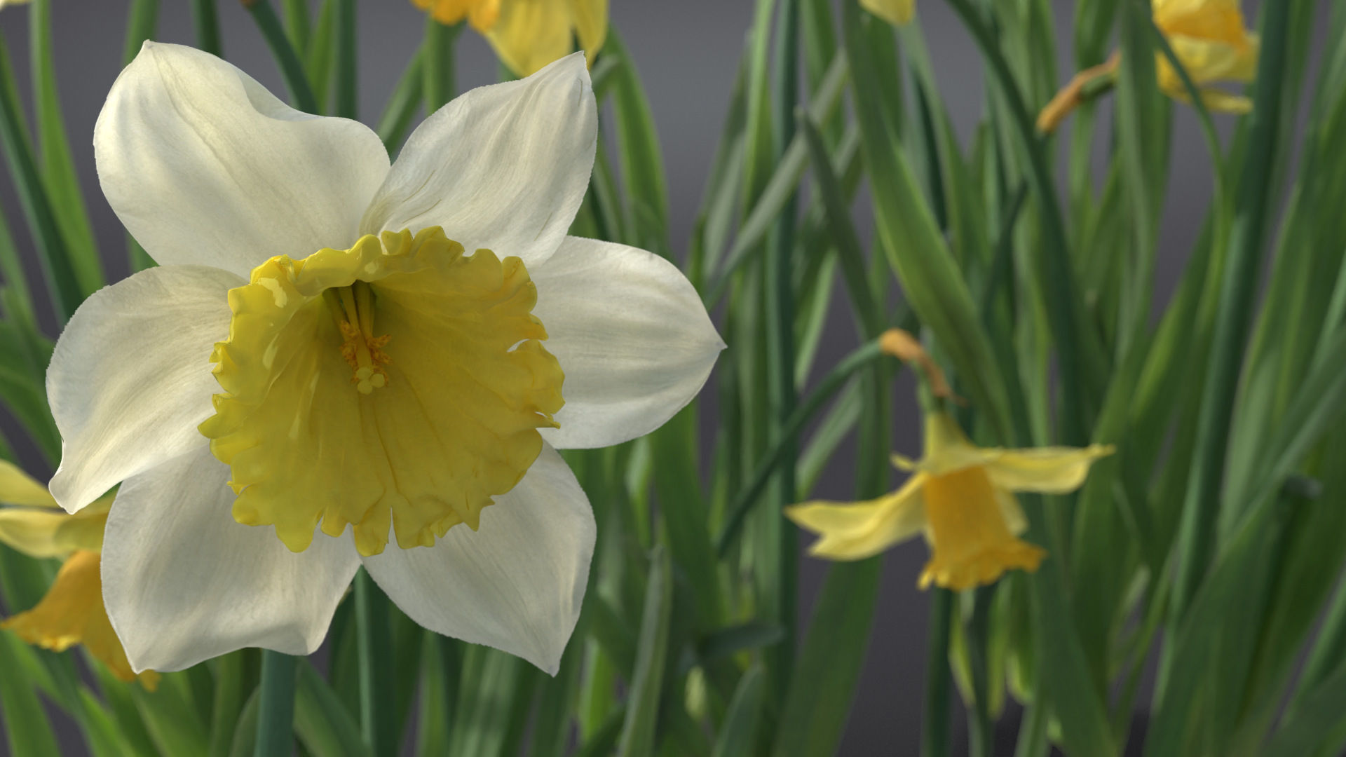 Daffodil Flower Kit  VFX Grace 3D model_3