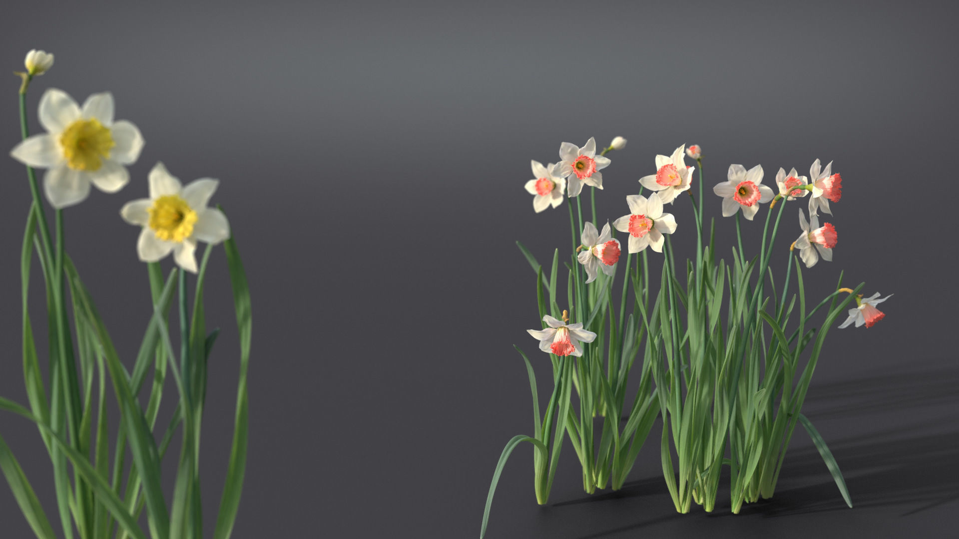 Daffodil Flower Kit  VFX Grace 3D model_8