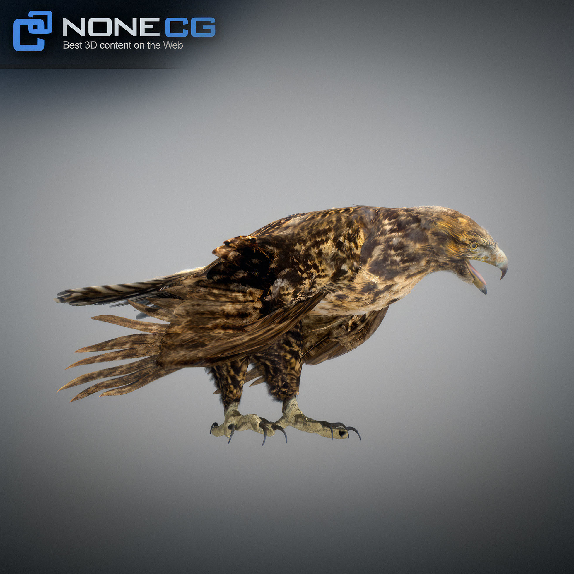 Animated Hawk 3D model_21