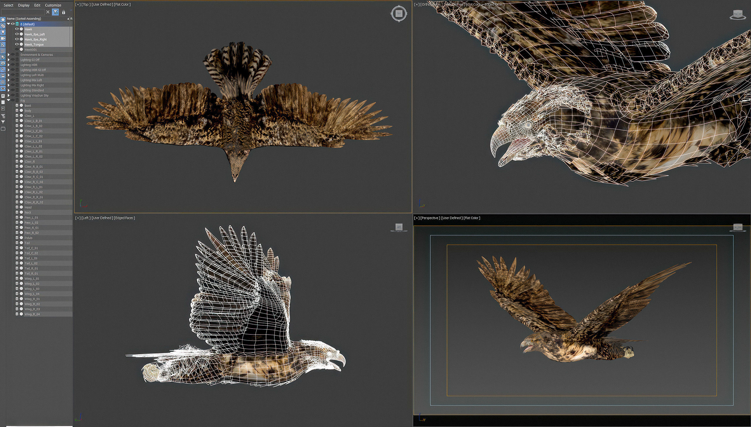 Animated Hawk 3D model_6