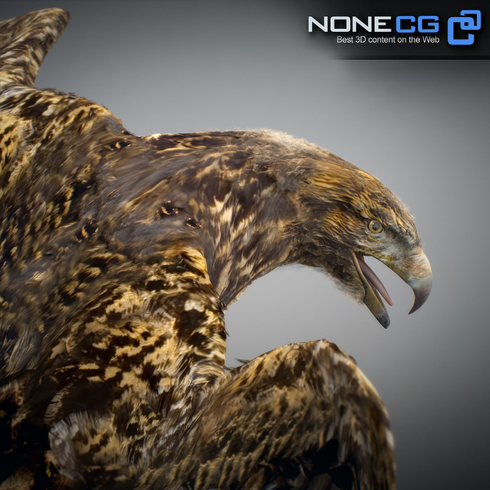 Animated Hawk 3D model_3