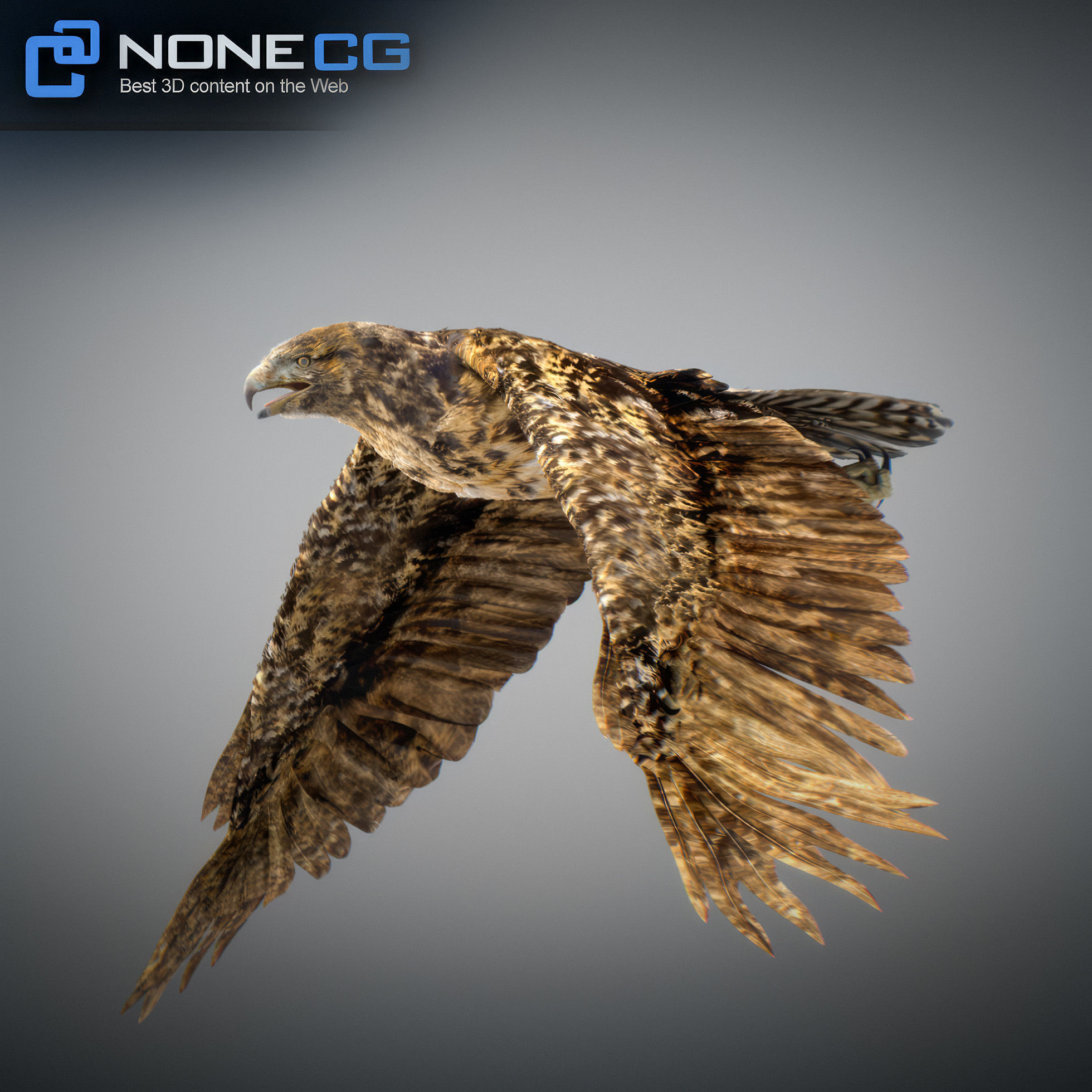Animated Hawk 3D model_13