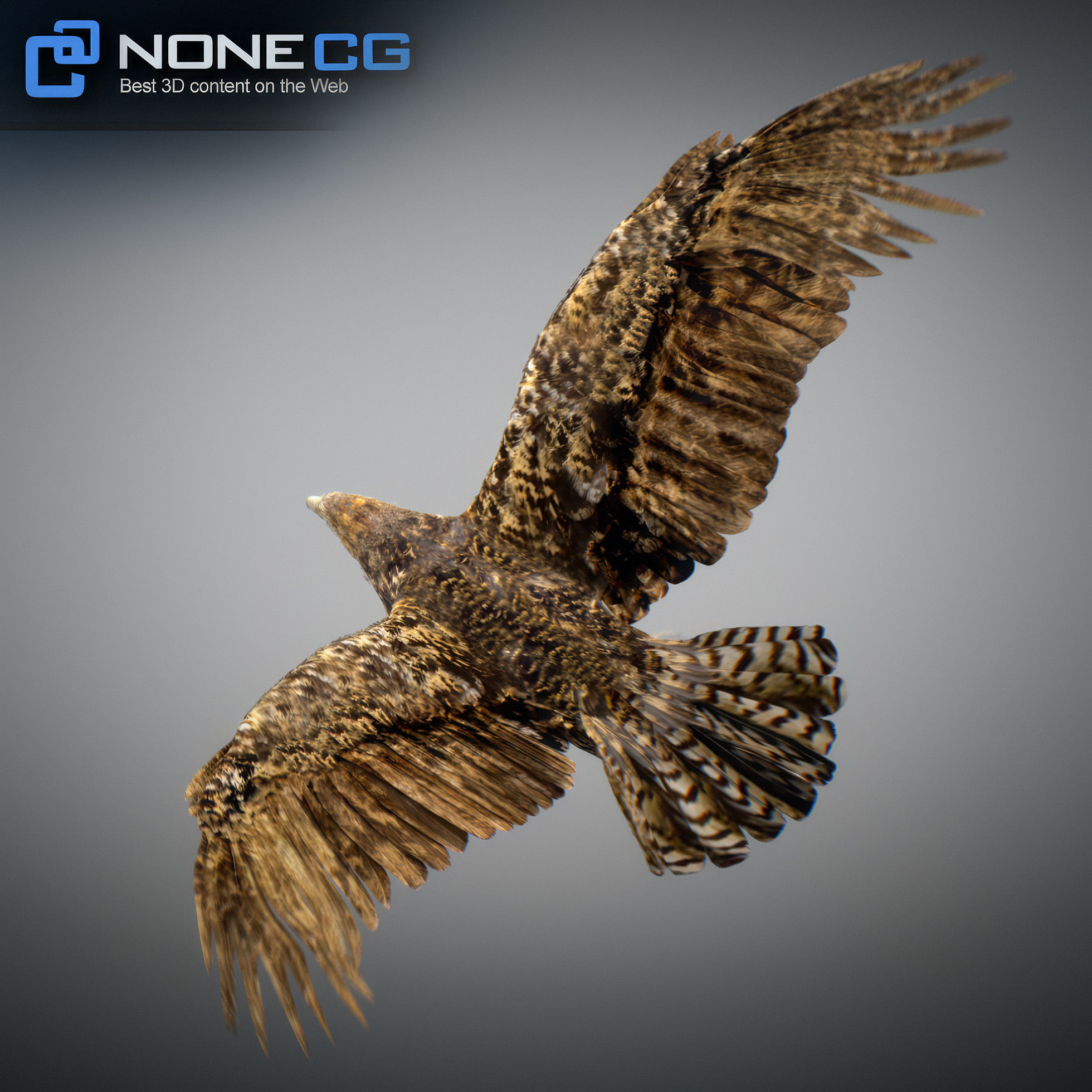 Animated Hawk 3D model_14