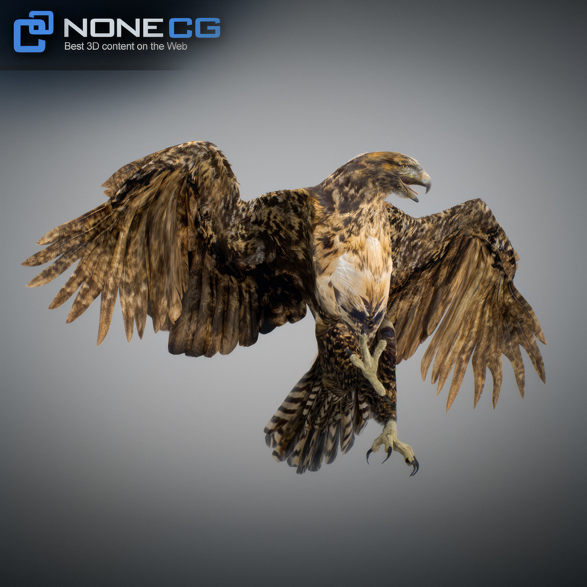 Animated Hawk 3D model_19