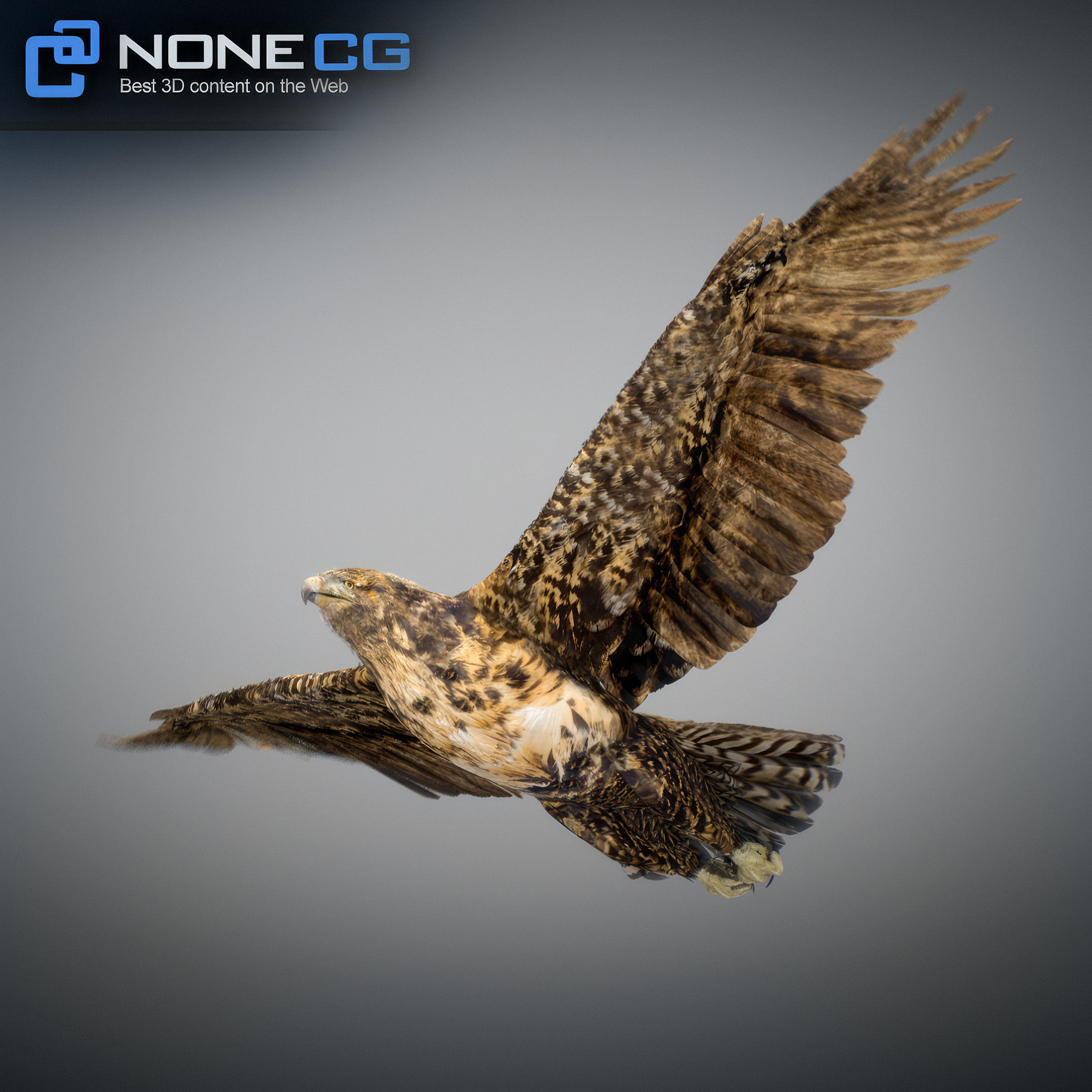 Animated Hawk 3D model_28