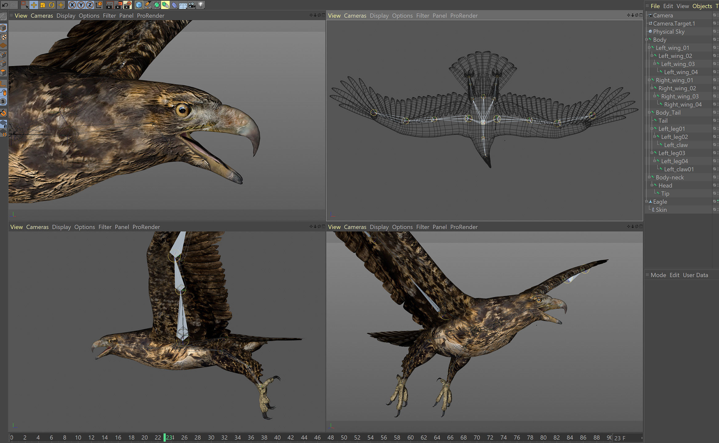 Animated Hawk 3D model_9