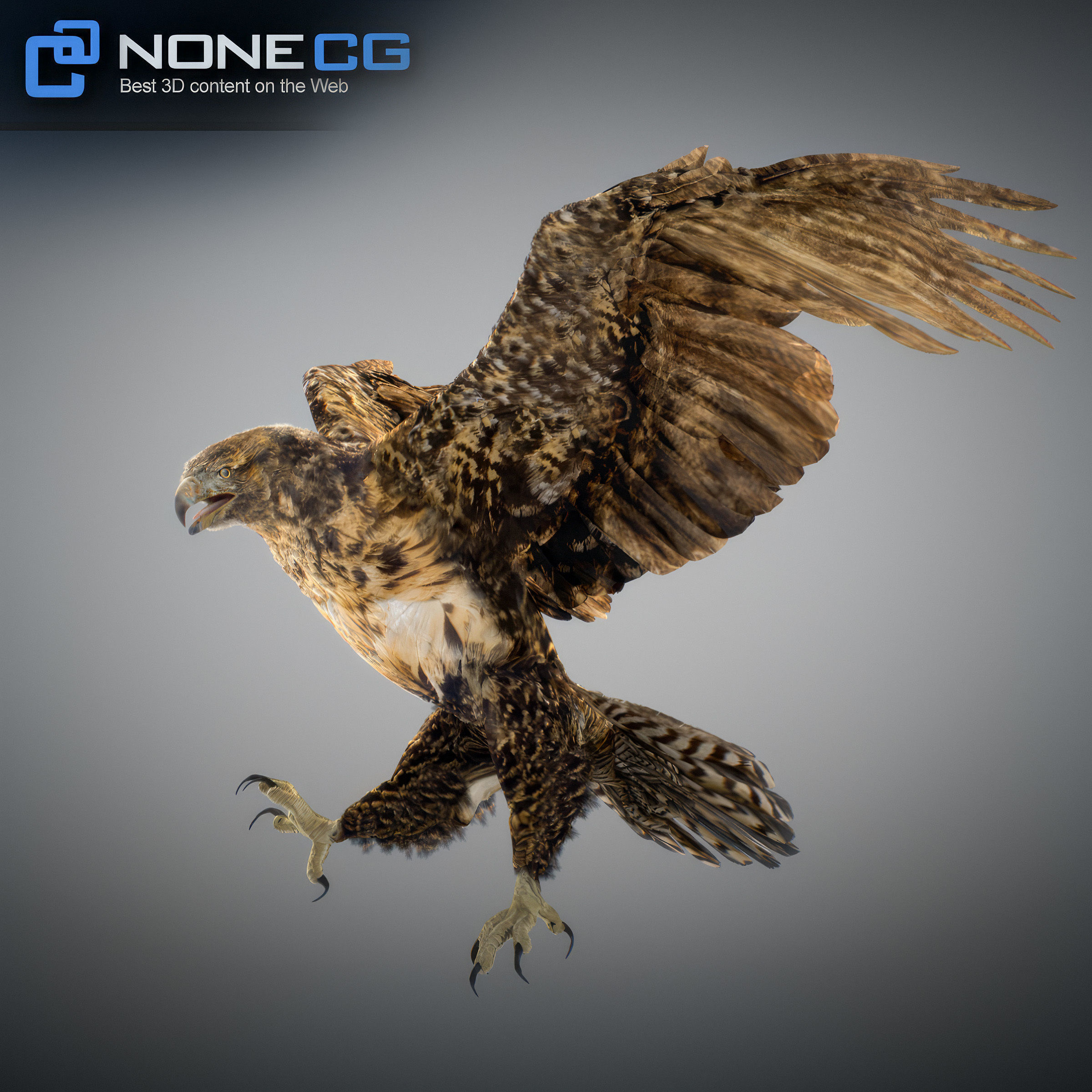 Animated Hawk 3D model_16